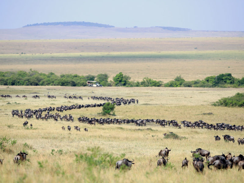 Increased tourist visit to the Maasai Mara - Kendirita Tours & Travel Blog