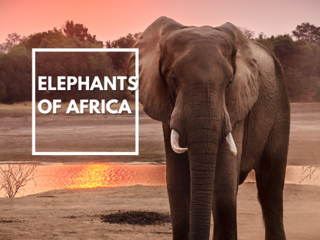 Elephants of Africa call each other by name