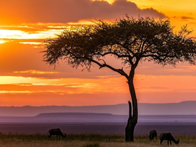 Wed under Africa’s most magical Trees