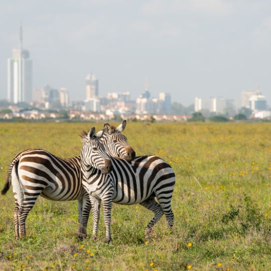 nairobi national park