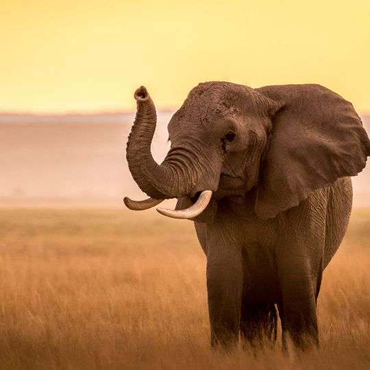 maasai mara