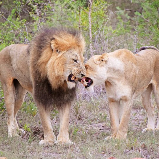 amboseli park