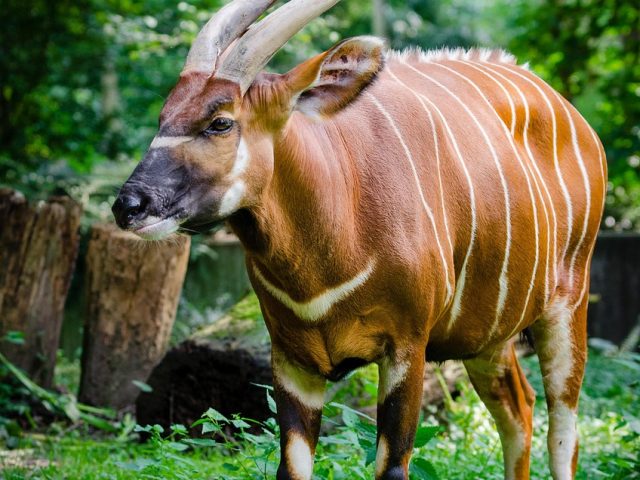 The Return of the Rare Mountain Bongo to Kenya