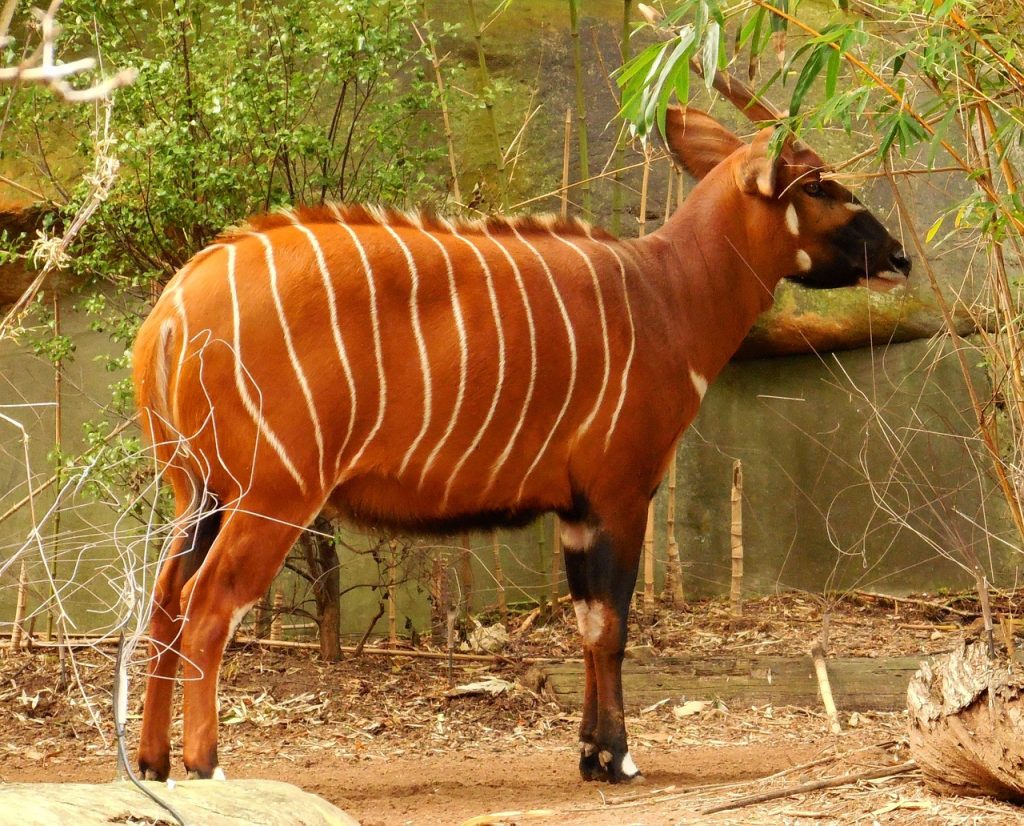 Mountain Bongo