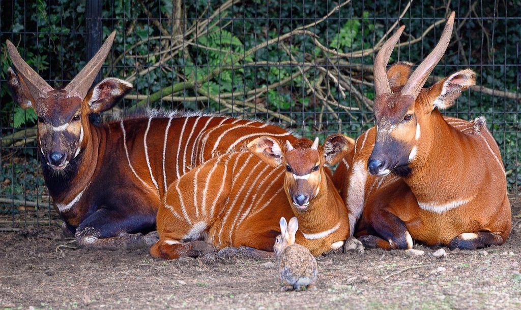 Mountain Bongo