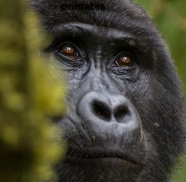 6 Day Primate Safari in Uganda