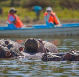 Lake Naivasha Day Trip