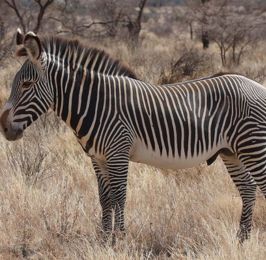 Tsavo Train Package