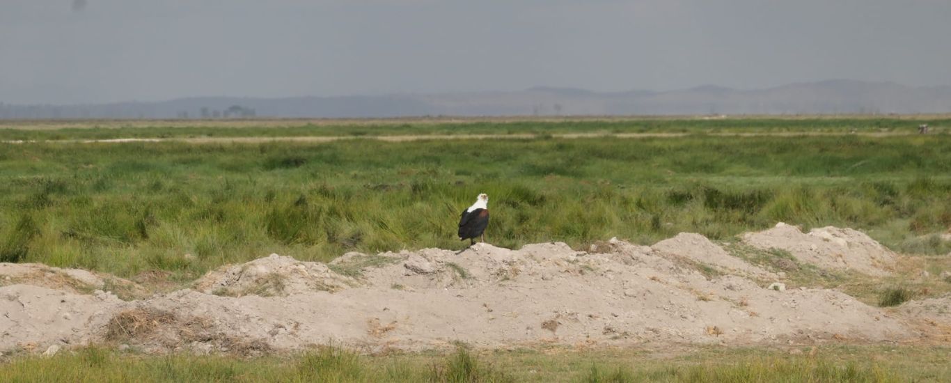 7 Days Bird Watching Safaris