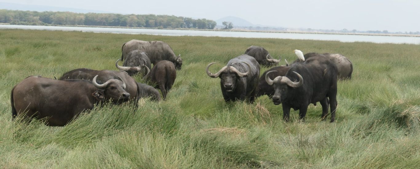 The Rift Valley Lakes Safari