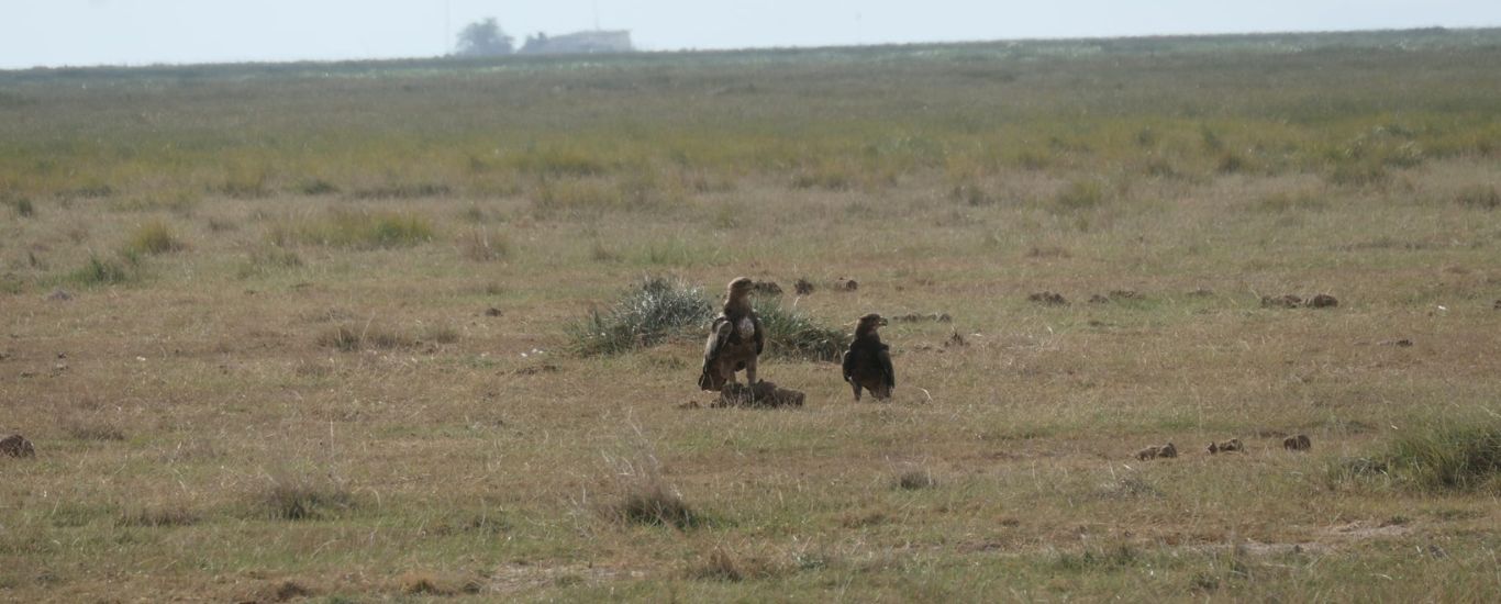 The Great Kenya  Bird Watching Safari