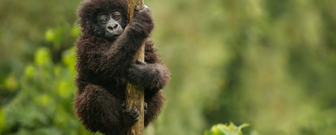 6 Day Primate Safari in Uganda