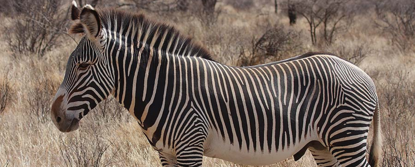 Samburu and Naivasha