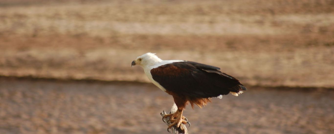 Samburu Flying Package